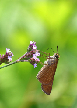 Ocola Skipper